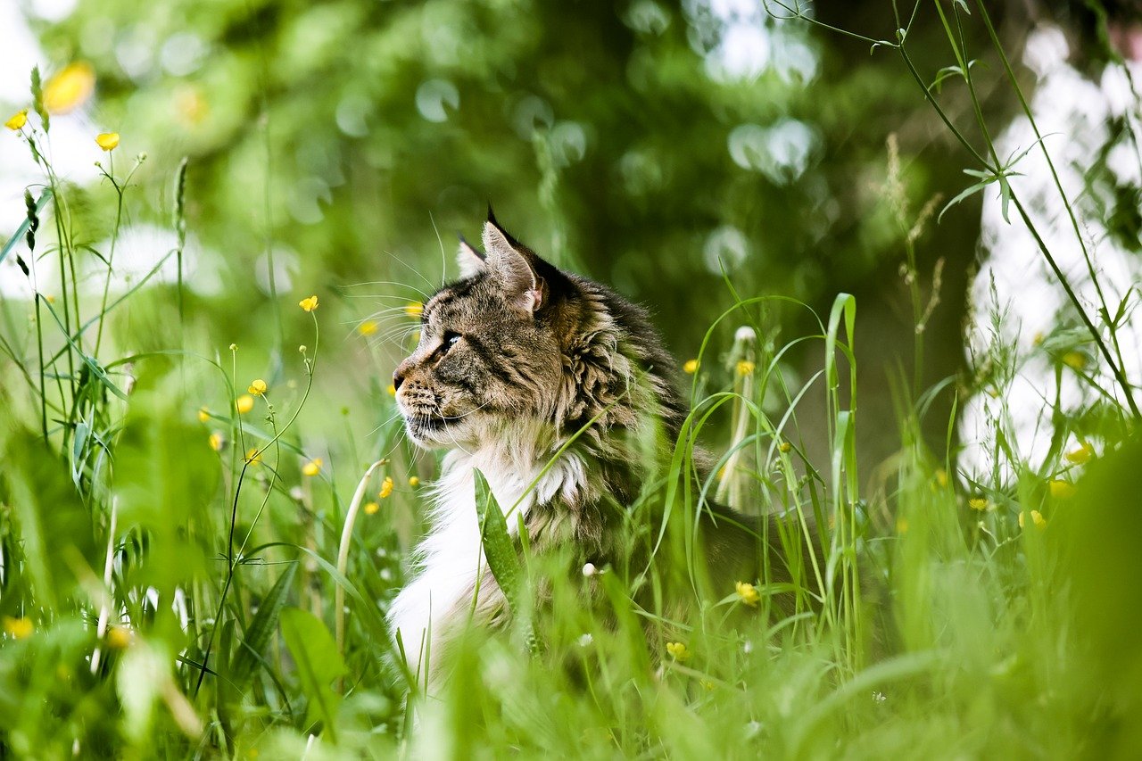 The Affectionate Nature of the American Curl